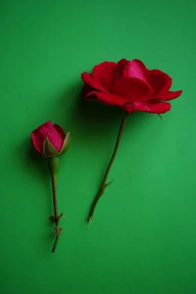 Due Fiori Rosa Rosa Sul Tavolo Verde Carta Arte — Foto Stock