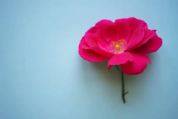 Rosa Rose Blume Auf Dem Blauen Tisch — Stockfoto