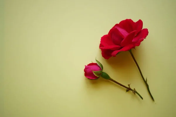 Due Fiori Rosa Rosa Sul Tavolo Giallo Pallido Spazio Copia — Foto Stock