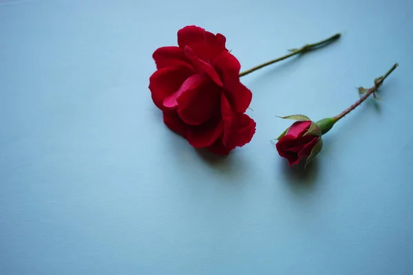 Due Fiori Rosa Rosa Sul Tavolo Blu — Foto Stock