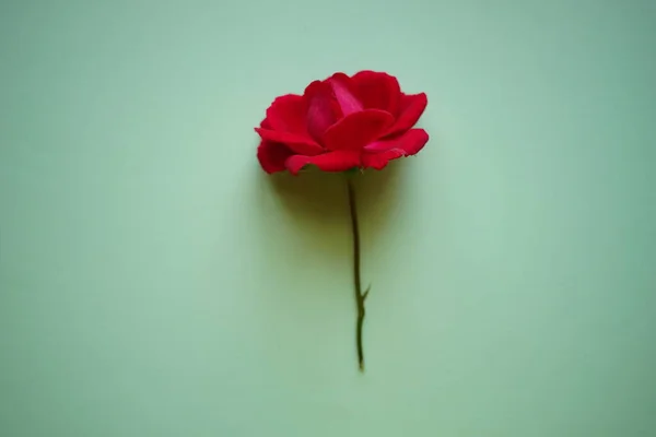 Rosa Rosa Fiore Sul Tavolo Verde Pallido Carta Arte Floreale — Foto Stock