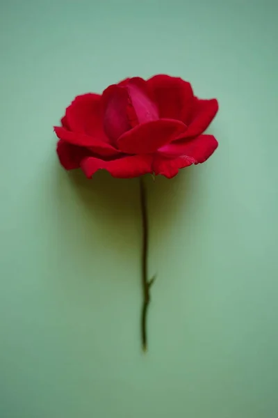 Rosa Rosa Fiore Sul Tavolo Verde Pallido Carta Arte — Foto Stock