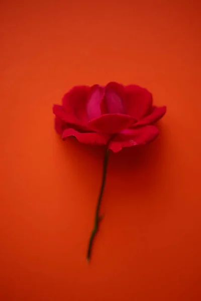 Roze Roos Bloem Oranje Tafel Kunstkaart — Stockfoto