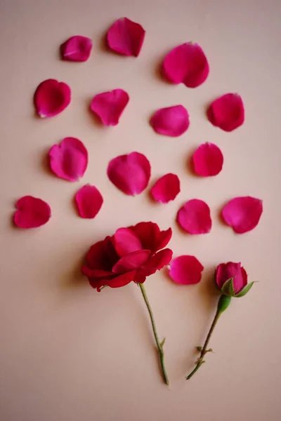 Petali Due Fiori Rosa Rosa Sul Tavolo Beige Carta Arte — Foto Stock