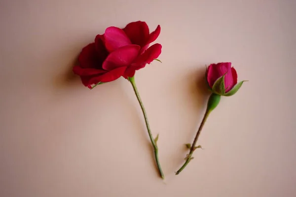 Due Fiori Rosa Rosa Sul Tavolo Beige Carta Arte Floreale — Foto Stock