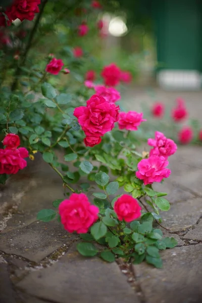 Cespuglio Rose Rosa Fiori Giardino Con Pietra Pavimento Piastrellato — Foto Stock