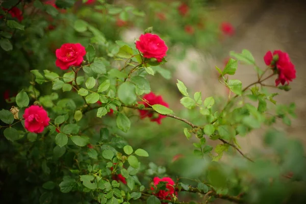 Arbusto Bonito Flores Rosas Rosa Vívidas Jardim — Fotografia de Stock