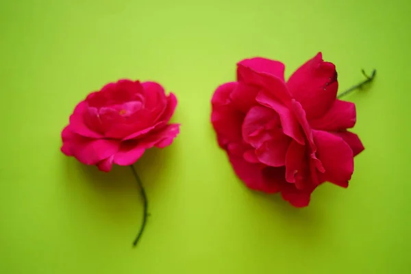 Due Vivaci Fiori Rosa Rosa Sul Tavolo Verde Fresco — Foto Stock