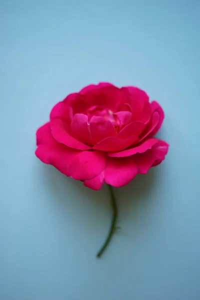 Rosa Rosa Fiore Sul Tavolo Blu Cartolina Floreale — Foto Stock