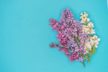 Kremsi mavi kağıtta taze leylak dalları, boşluğu kopyala.