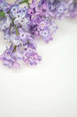 Boş kağıtta taze leylak dalı