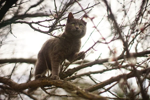 Caminhada Gato Cinza Uma Árvore Nua Retrato Gato Doméstico Natureza — Fotografia de Stock