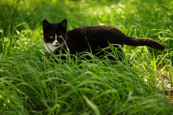 夏の庭の緑の草の中の黒い白い猫の散歩 — ストック写真