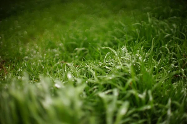 Naturlig Blommig Bakgrund Med Grönt Gräs Regn Droppar — Stockfoto