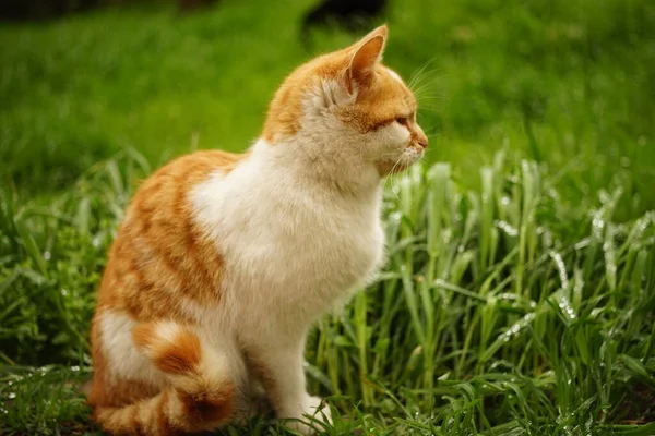 Porträt Einer Weißen Ingwerkatze Grünen Gras Einem Sommertag — Stockfoto