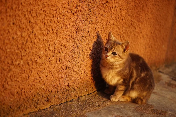 Gato Cinzento Senta Livre Perto Parede Casa Encontrando Pôr Sol — Fotografia de Stock