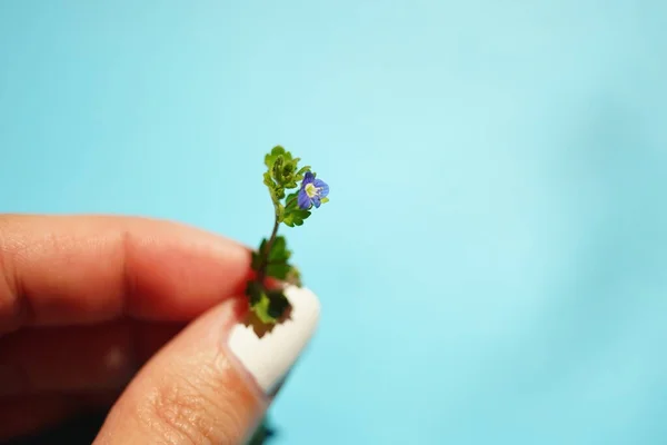 Kleine Lila Blume Weiblicher Hand Auf Blauem Hintergrund — Stockfoto