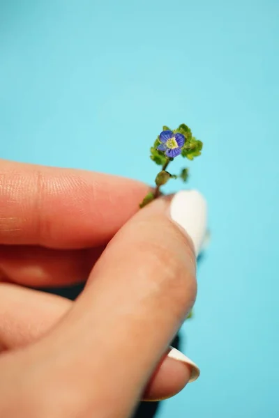 Kleine Lila Blume Weiblicher Hand Auf Lebendigem Blauen Hintergrund — Stockfoto