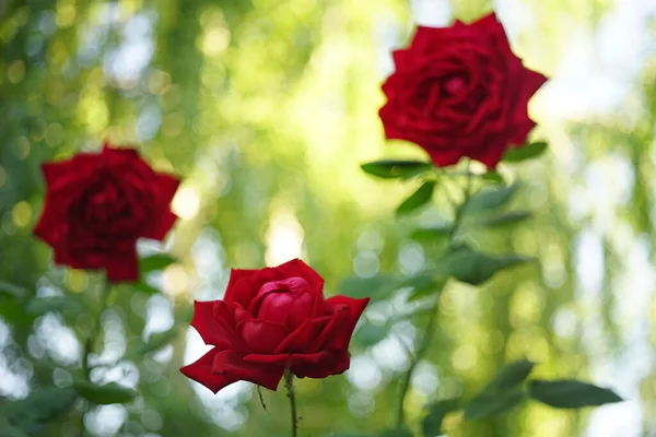 Tre Cespugli Rose Rosse Crescono Nel Soleggiato Giardino Estivo — Foto Stock