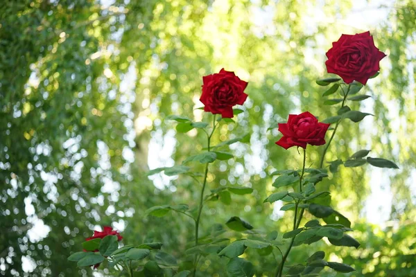 Červené Růže Květiny Rostou Slunné Letní Zahradě — Stock fotografie
