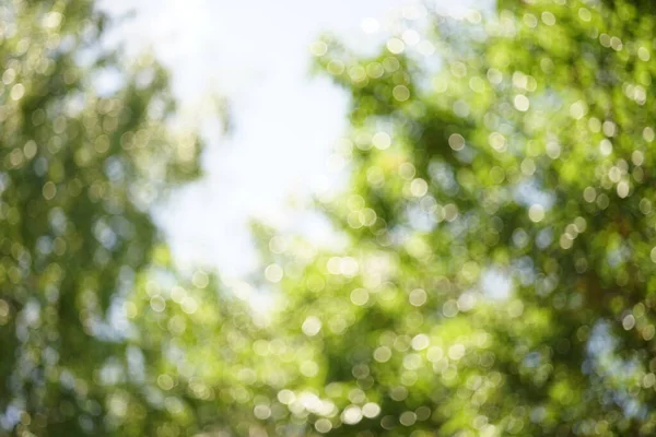 Blurred Summer Trees Sky Sunny Garden Blur — Stockfoto