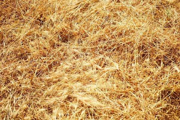 Freshly Cut Dry Summer Grass Golden Grass Ground — Foto Stock