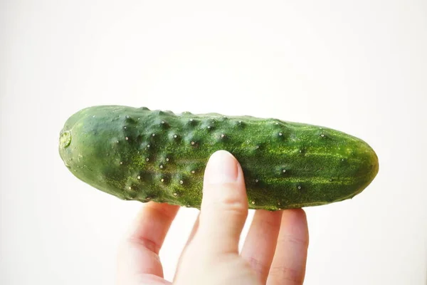 Ripe Green Cucumber Human Hand White Background — Stockfoto