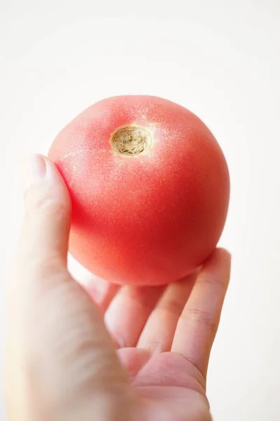 Ripe Pink Tomato Human Hand White Background — 스톡 사진