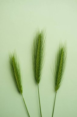 Botanical floral composition with three green herbs on pale green table. Art card