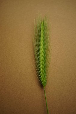 Kahverengi masada üç yeşil bitki içeren yaz bitkisel çiçek kompozisyonu. Sanat kartı. Üst görünüm.