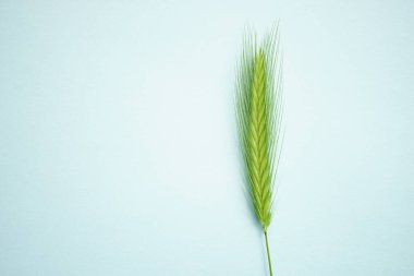 Summer botanical floral composition with green herb on pale blue table. Art card. Copy space.