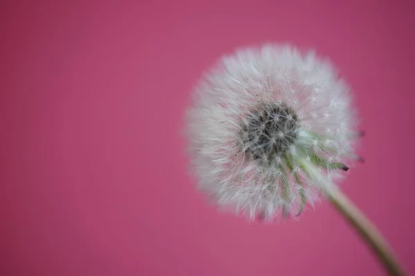 Fluffy dandelion flower on vivid pink wall background.