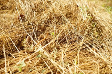 Kuru yaz otları, yerde altın çimenler.