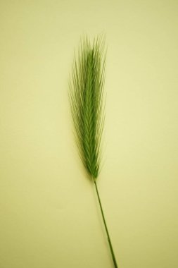 Sarı masadaki yeşil bitki. Yaz botanik çiçek sanatı kartı.