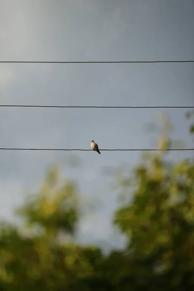 Duvfågeln Sitter Elektrisk Tråd Mot Ett Träd Och Grå Himmel — Stockfoto