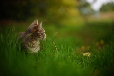 Gri bir kedi sonbahar bahçesinde dinleniyor..