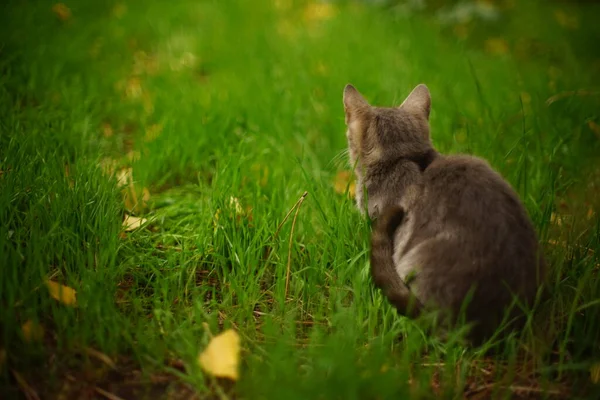 秋の庭には灰色の猫が休んでいる — ストック写真