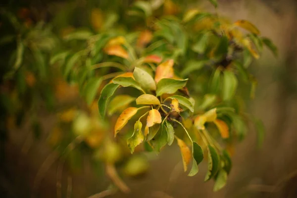 秋天花园梨树枝条上的橙叶和绿叶 — 图库照片