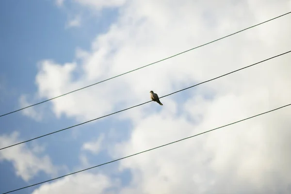 Bir Güvercin Beyaz Bulutlu Mavi Bir Gökyüzüne Karşı Elektrik Telinin — Stok fotoğraf