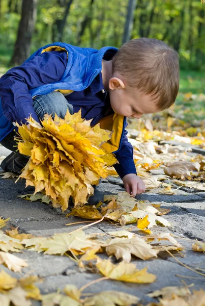 Mignon petit garçon collecte automne feuilles — Photo