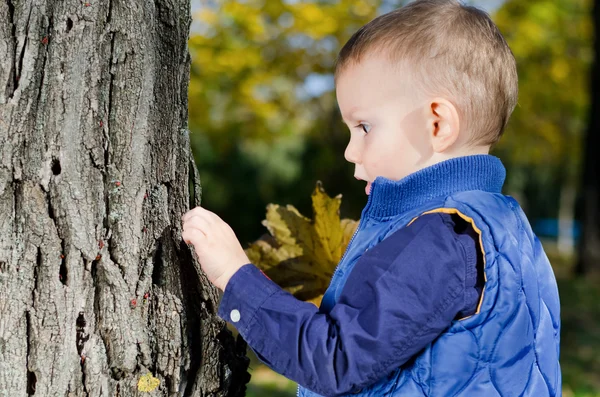 Petit garçon examinant un arbre — Photo
