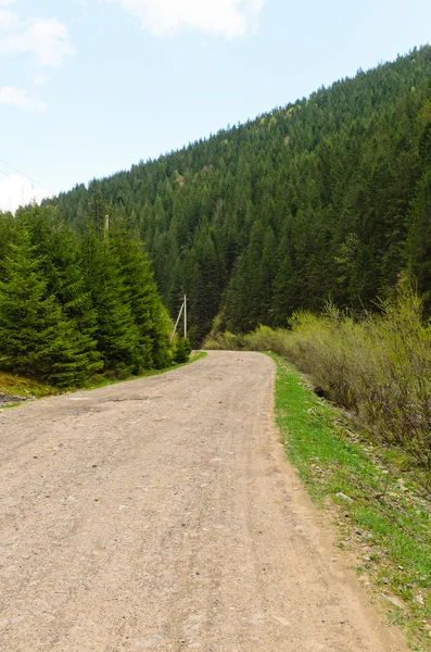 Camino de campo a través de un exuberante bosque de montaña verde —  Fotos de Stock