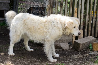 Maremma çoban köpeği