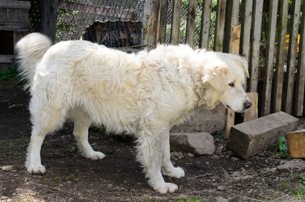 Maremma sheep dog — Stock Photo, Image