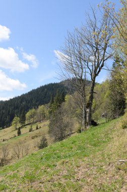ağaçları ile sarp dağ yamacı
