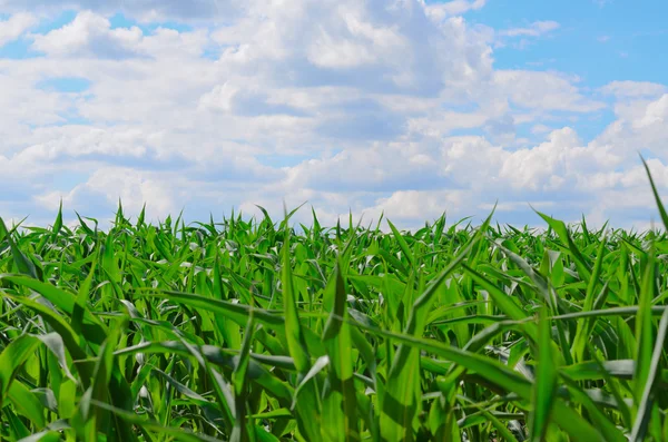 Vers groen gras — Stockfoto