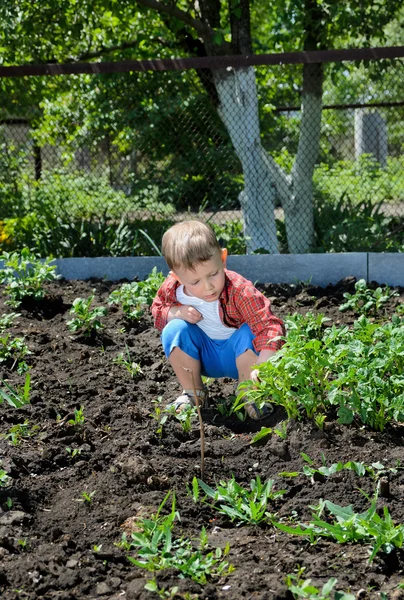 Schattige kleine jongen tuinieren — Stockfoto