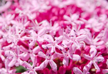 güzel, pembe çiçek önümüzdeki