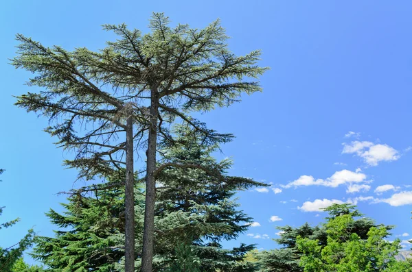 Görkemli herdem yeşil çam ağacı — Stok fotoğraf