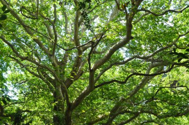 güzel yapraklı yeşil ağaç